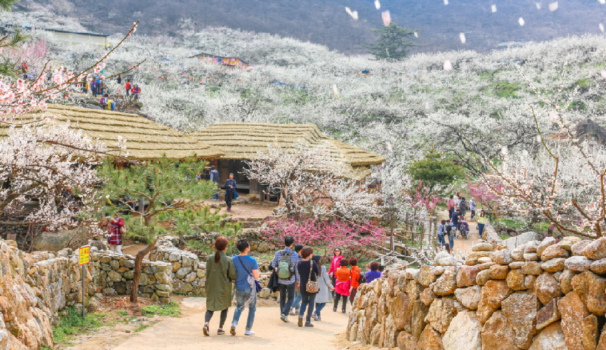 광양매화축제광양매화마을 (2).jpg