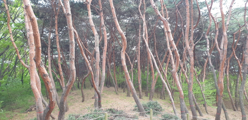 선정릉3.jpg