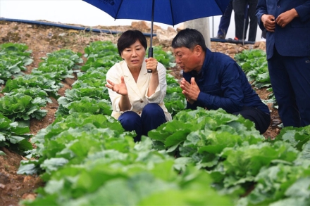 송미령 농식품부 장관 "여름배추 수급 안정 총력…가격 하락에도 농가 소득 최대 85% 보장"