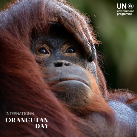 서식지 감소와 밀렵, 기후변화까지 복합 위협…보전 활동의 중요성 재조명