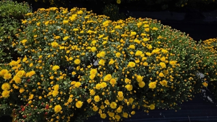 [기자의 사색노트] 가을이 깊어가는 자리, 국화가 피었다